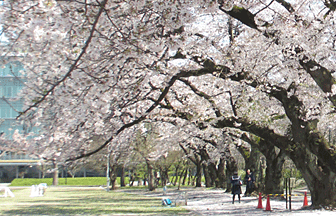 校内の風景 桜並木