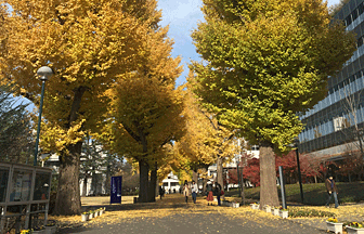 校内の風景 いちょう並木