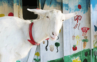 校内の風景 ヤギのバニラ