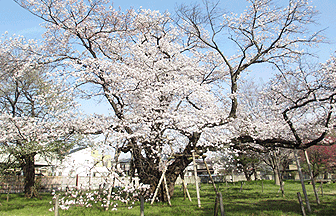 校内の風景 桜の木