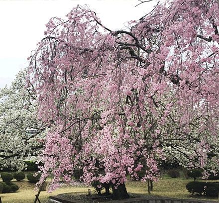 校内の風景 しだれ桜