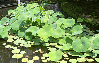 校内の風景 池の植物