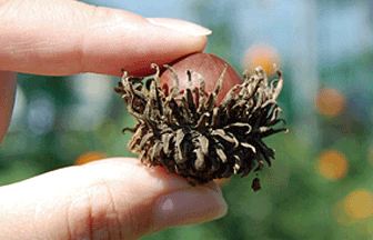 校内の風景 木の実