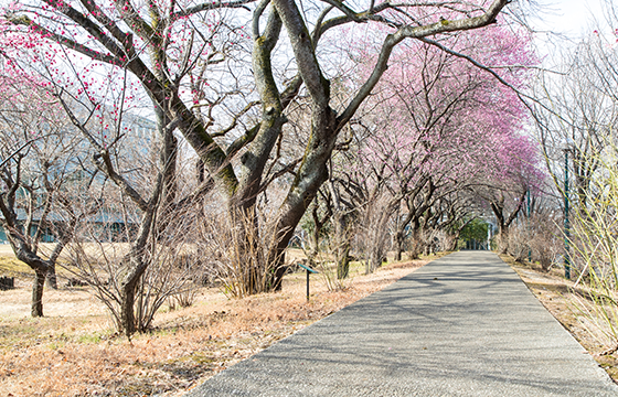 大学グラウンド