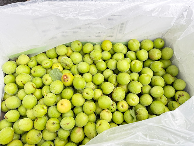 収穫した梅の実