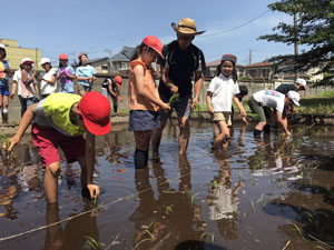 ブログ用田植え５