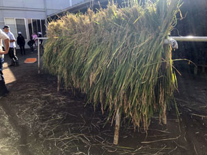 稲刈りブログ０１