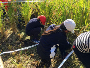 稲刈りブログ０２