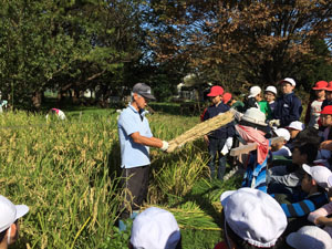 稲刈りブログ０３