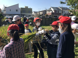 稲刈りブログ０４